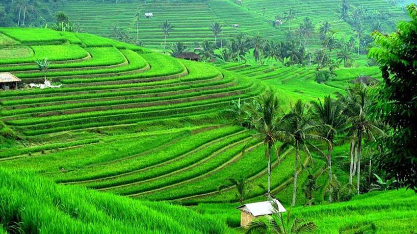 Jatiluwihi Rice Terraces