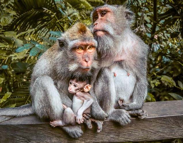 Ubud Monkey Forest