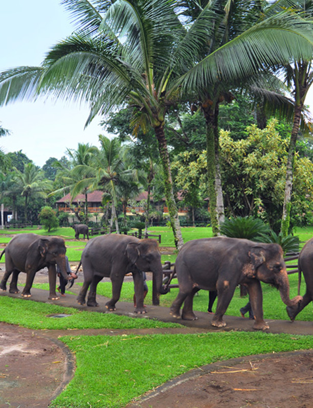 Elephant Safari 01