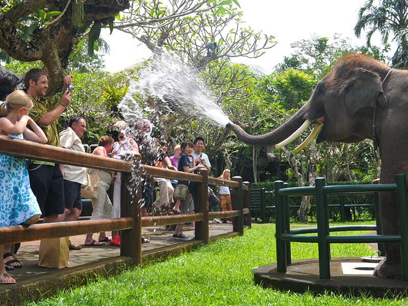 Elephant Safari 02