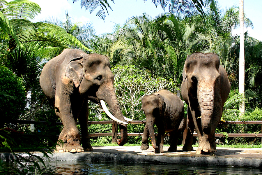 Sumatran Elephant Safari