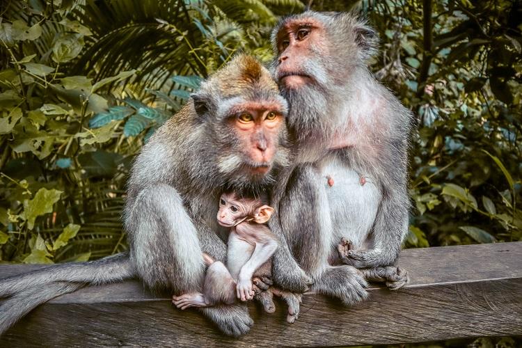Monkey Forest