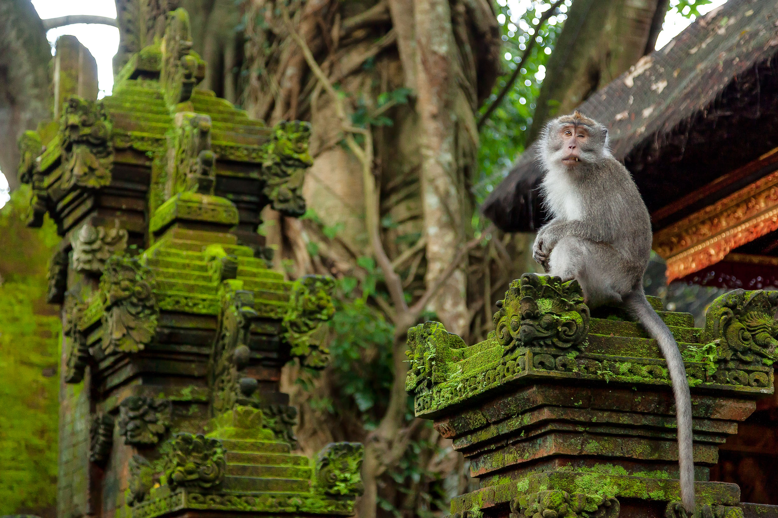 Ubud Monkey Forest 04