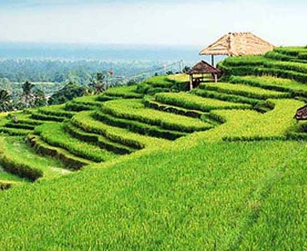 Jatiluwih Rice Terraces 02