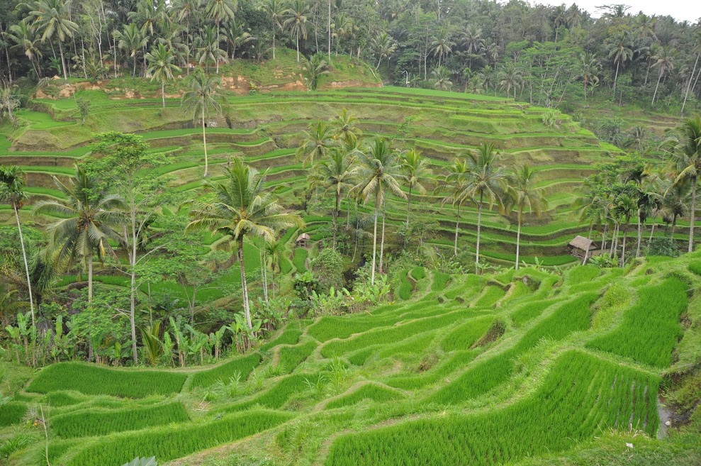 Tegalalang Rice Terraces 03