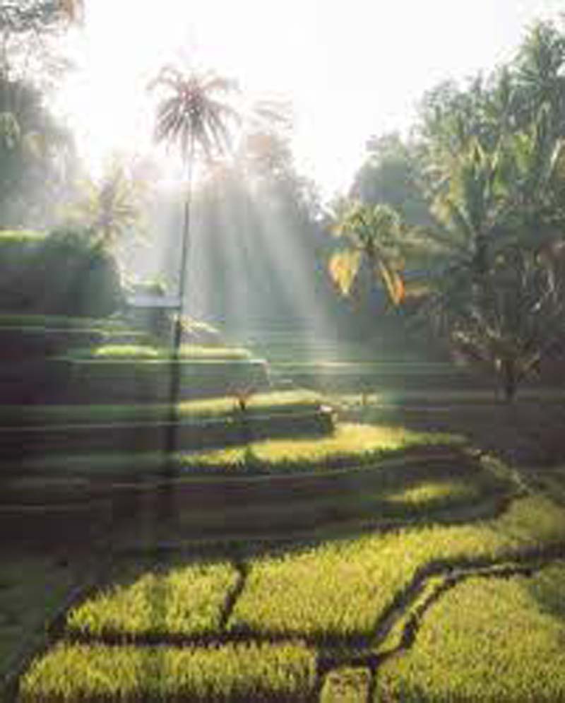 Tegalalang Rice Terraces 05
