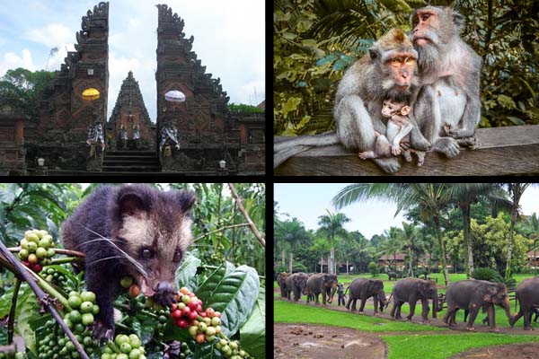 Ubud Monkey and Elephant Tour